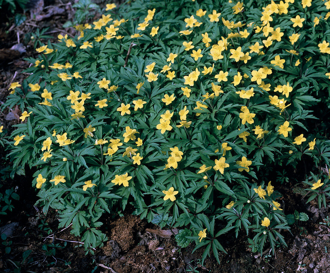 Anemone Ranunculoides