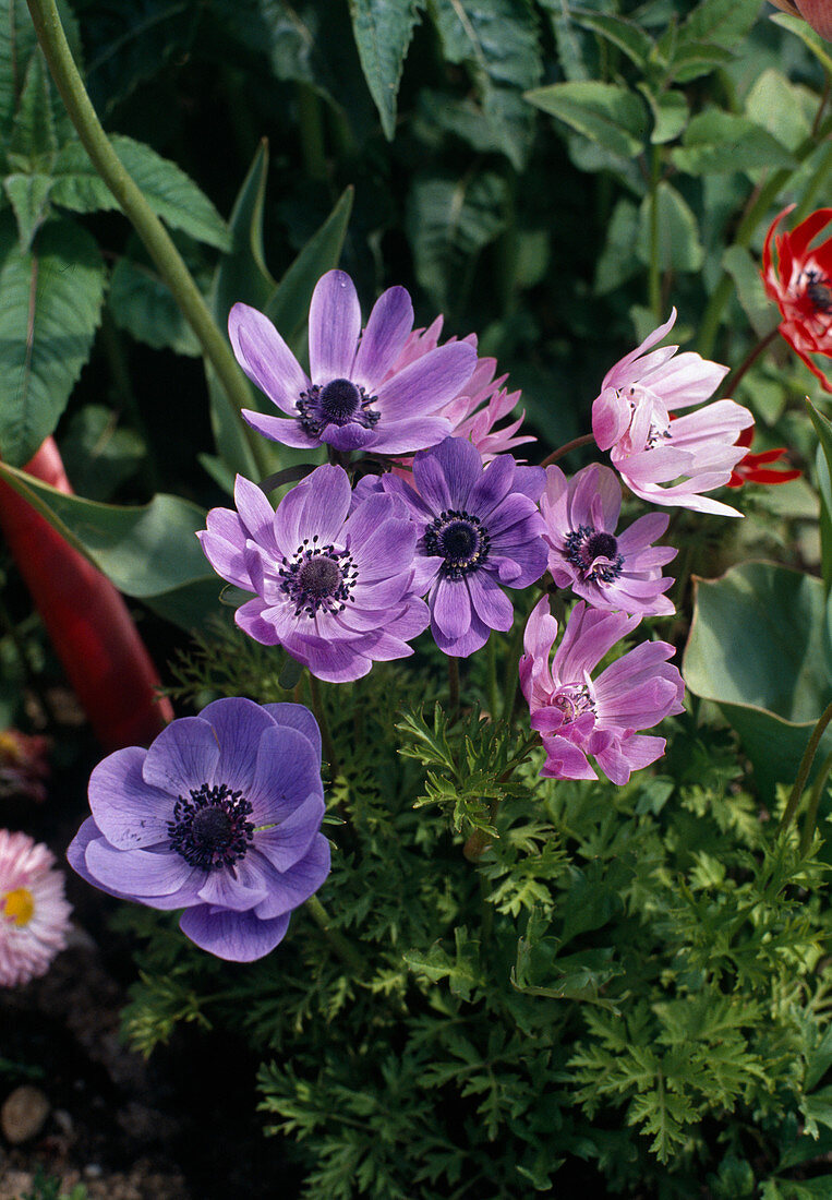 Anemone CORONARIA