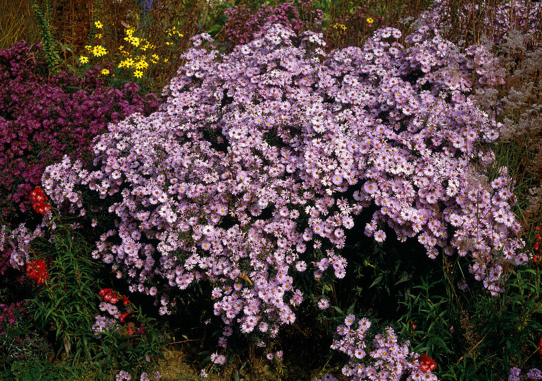 Aster Novi-belgii