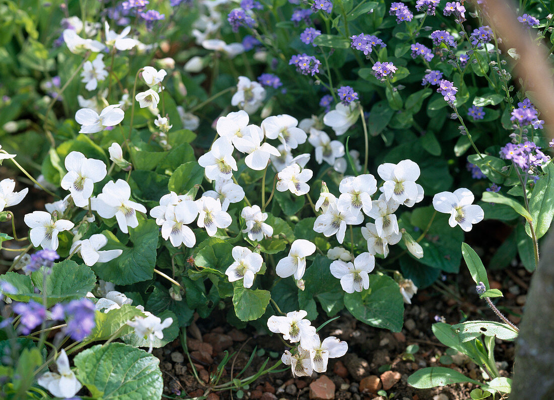Viola sororia 'Immaculata' (White Whispering Violet)