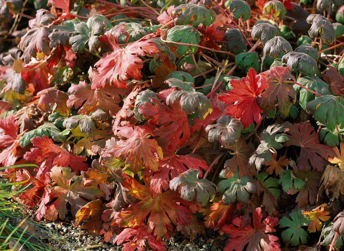 Geranium cantabrigiense / Storchschnabel in Herbstfärbung