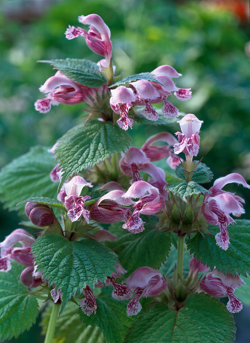 Lamium orvala / Großblütige Taubnessel