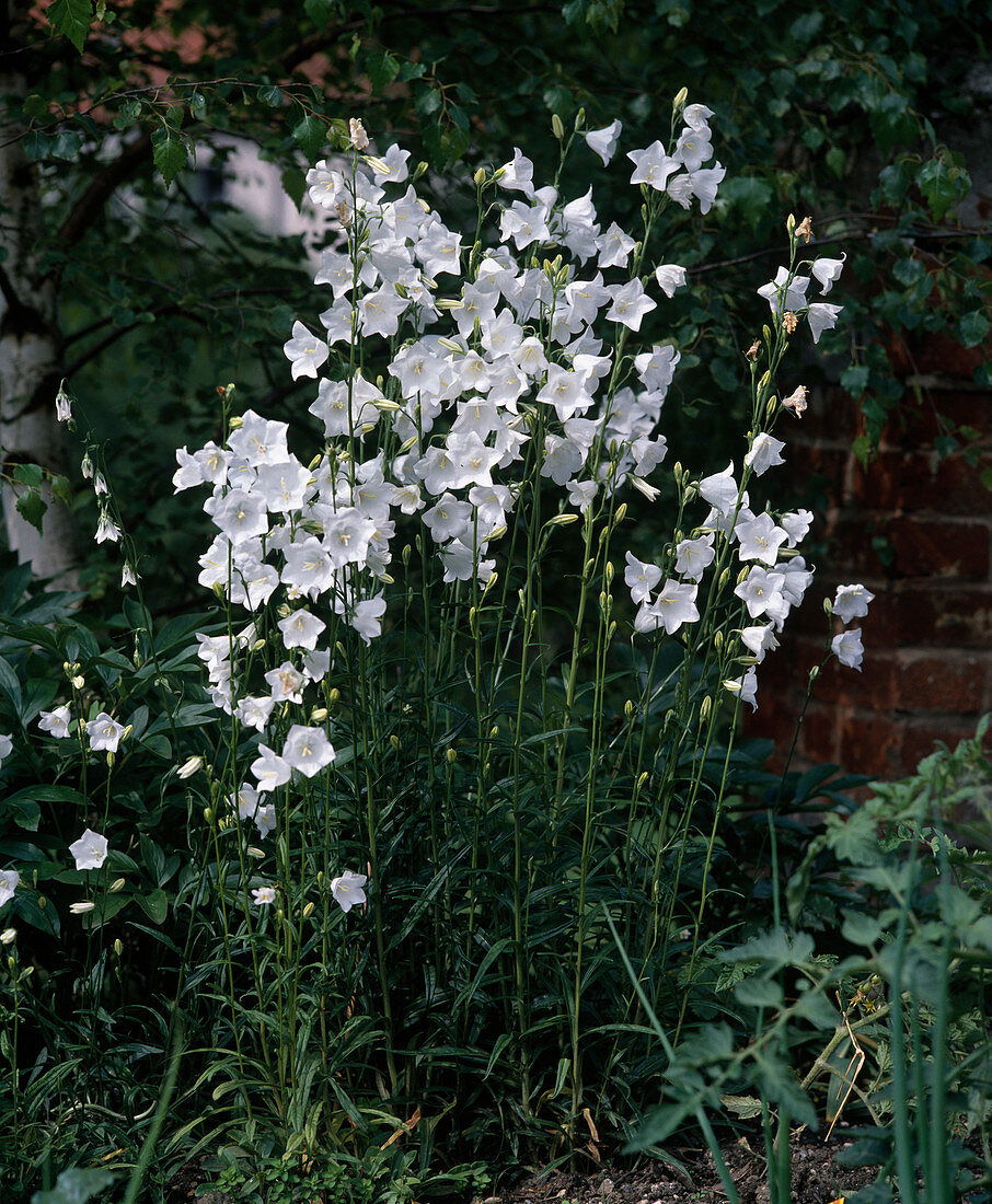 Glockenblume Persicifolia