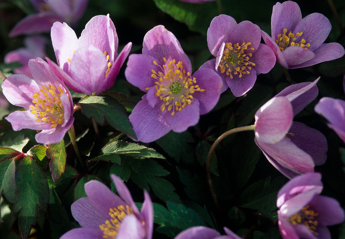 Anemone NEMOROSA ' Robinsoniana'