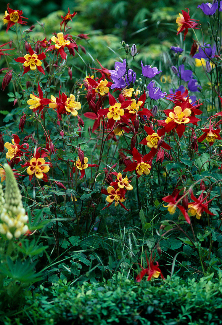 Aquilegia-Hybr. 'Olympia Rot-Gold'