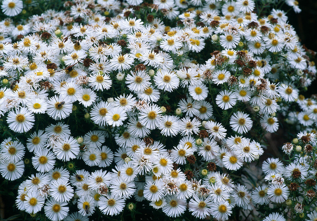 Aster novae - angliae 'Herbstschnee'