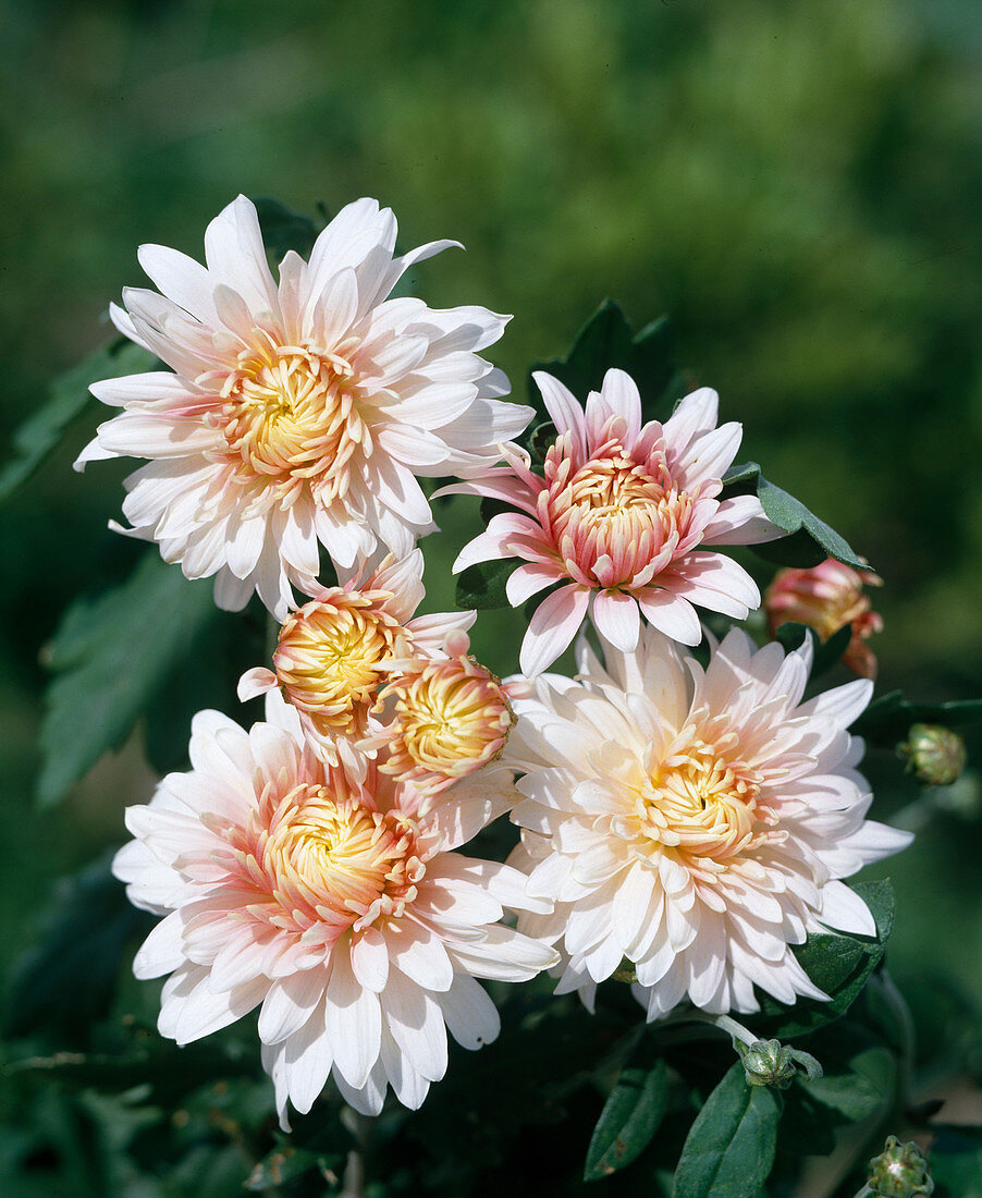 Chrysanthemum