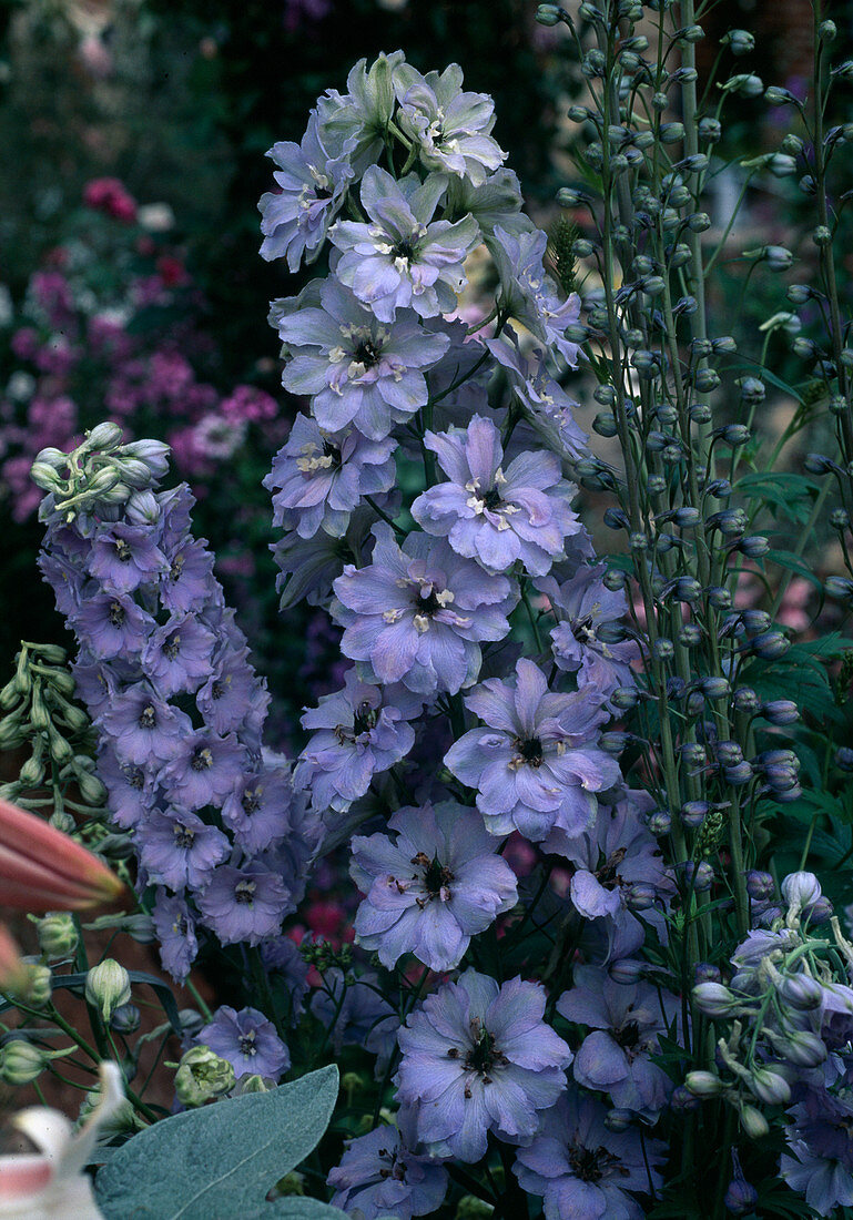 Delphinium hybrids