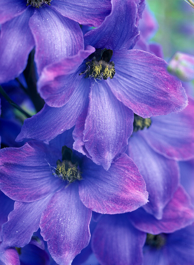 Delphinium hybrids