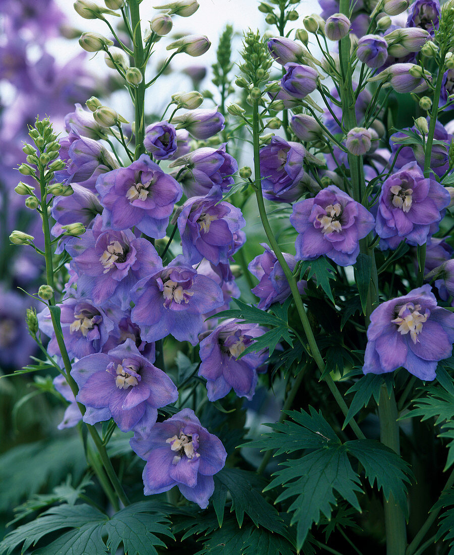 Delphinium hybrids