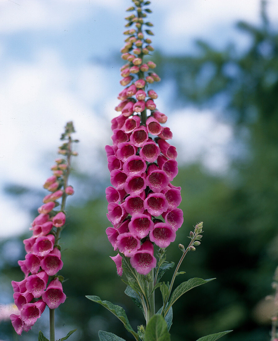 Digitalis PURPUREA