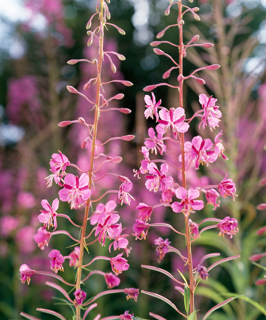 Epilobium angustifolium