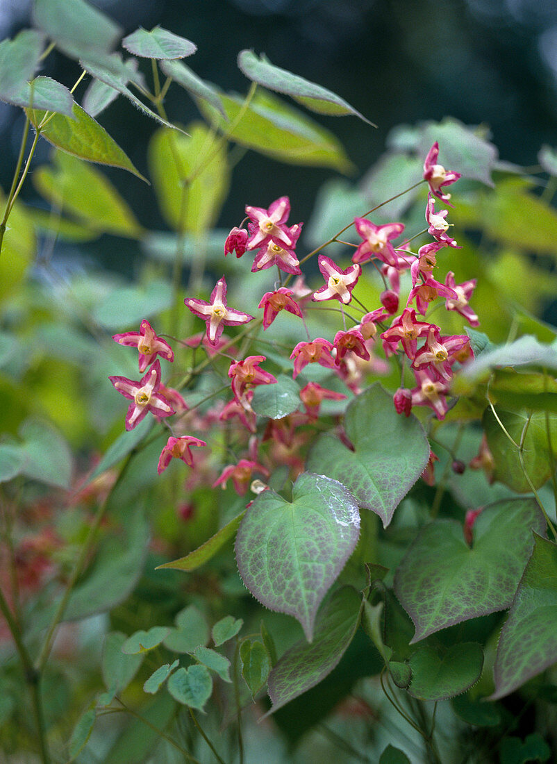 Epilobium X rubrum