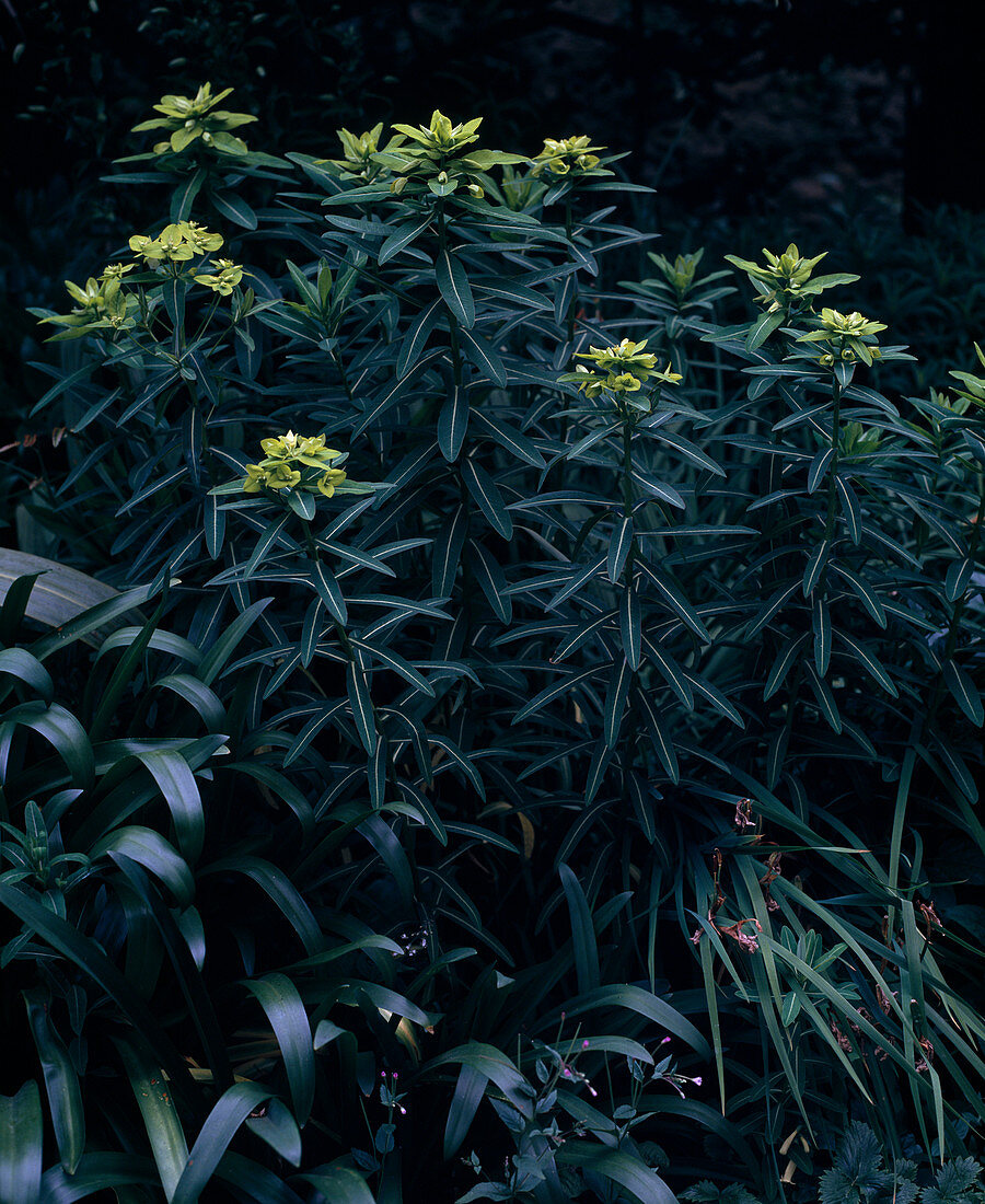 Euphorbia hybrids