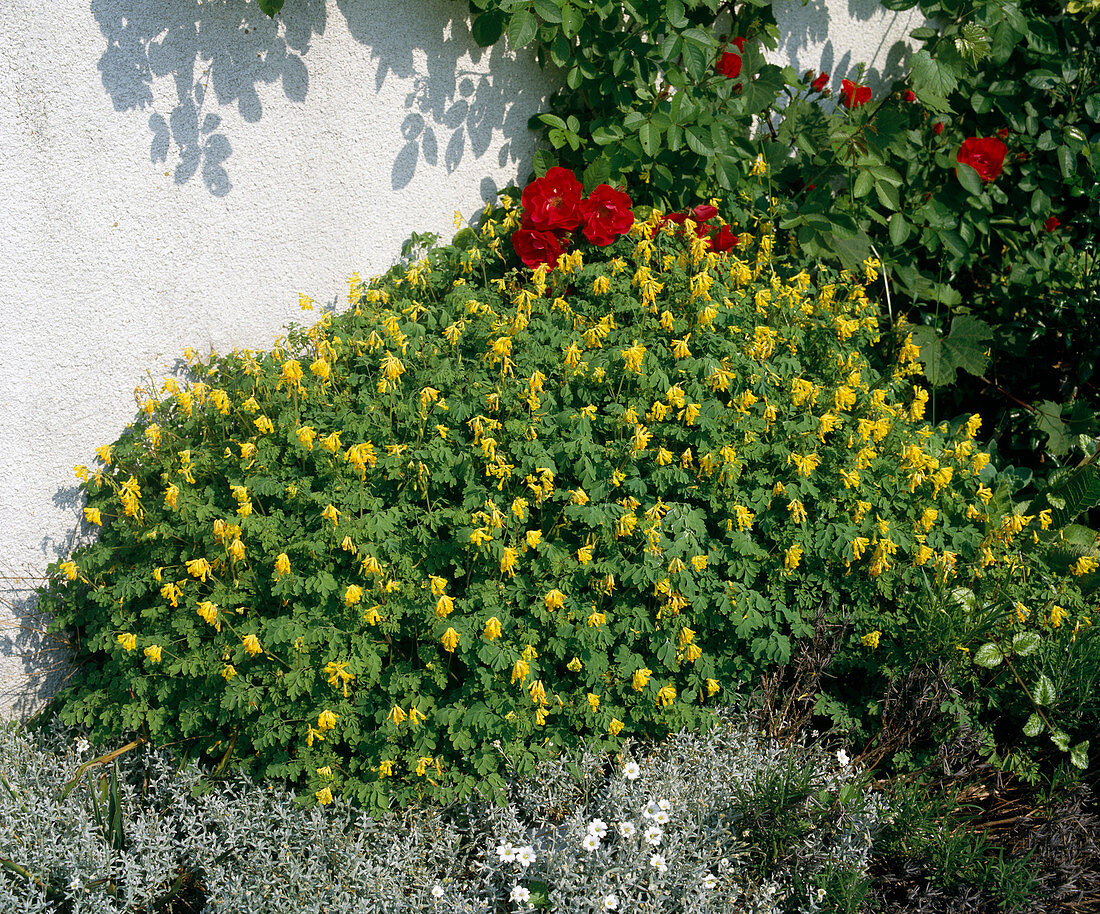 Lerchensporn (Corydalis lutea)