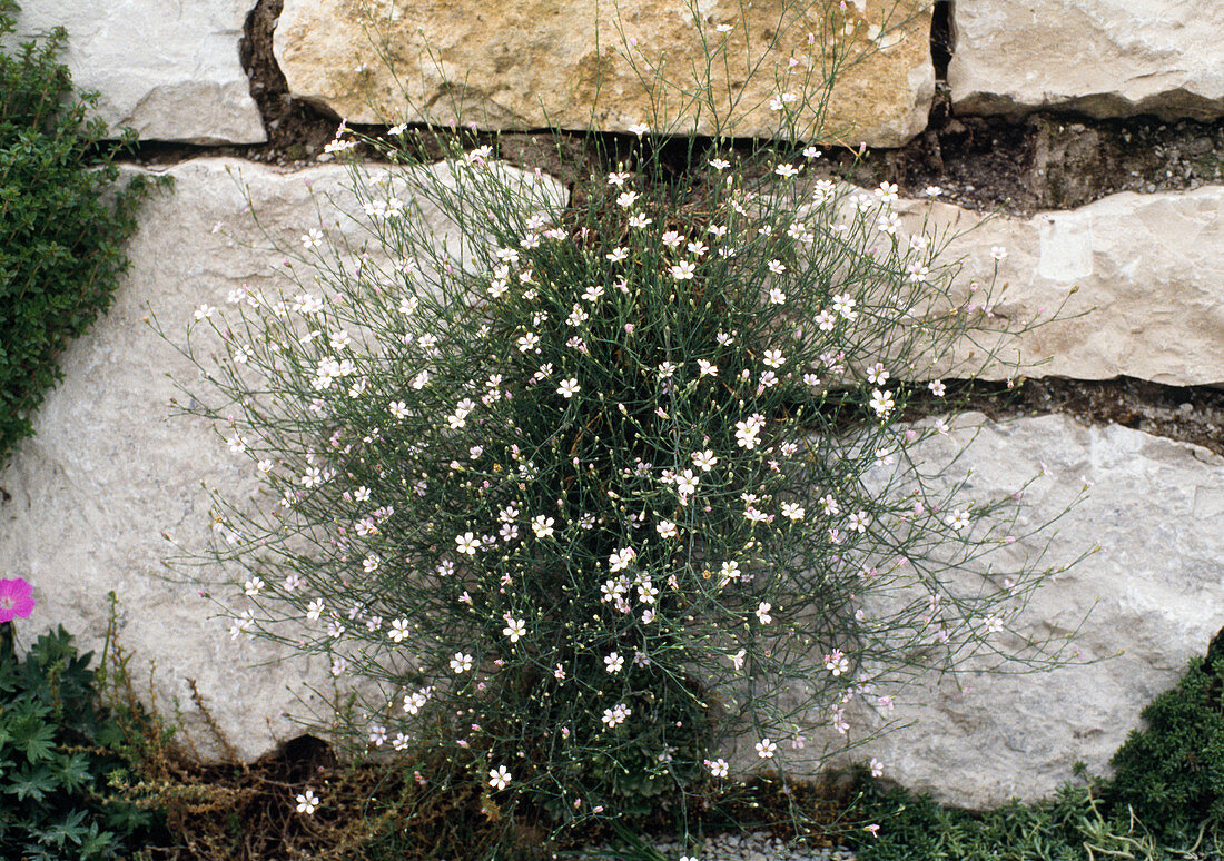 Gysophila repens