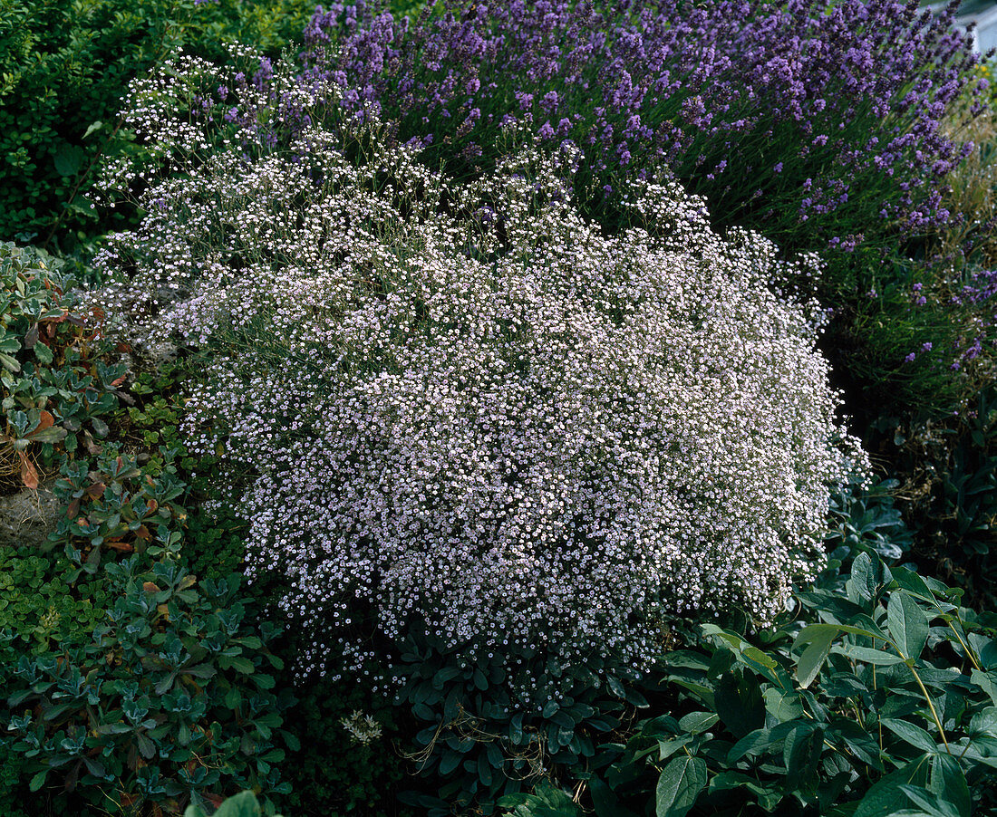 Gypsophila-Hybride 'Rosenschleier'