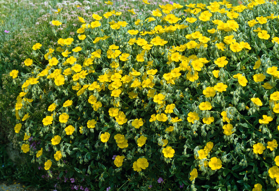 Helianthemum Hybridum 'Sterntaler'