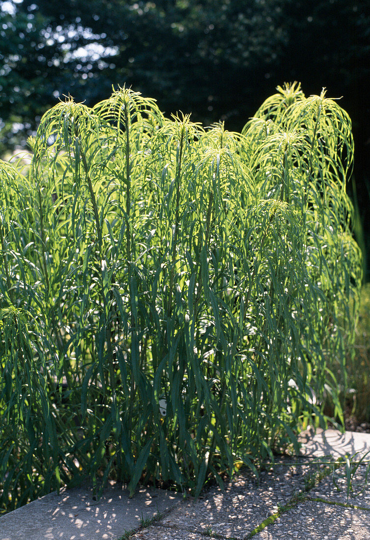 Helianthus salicifolius