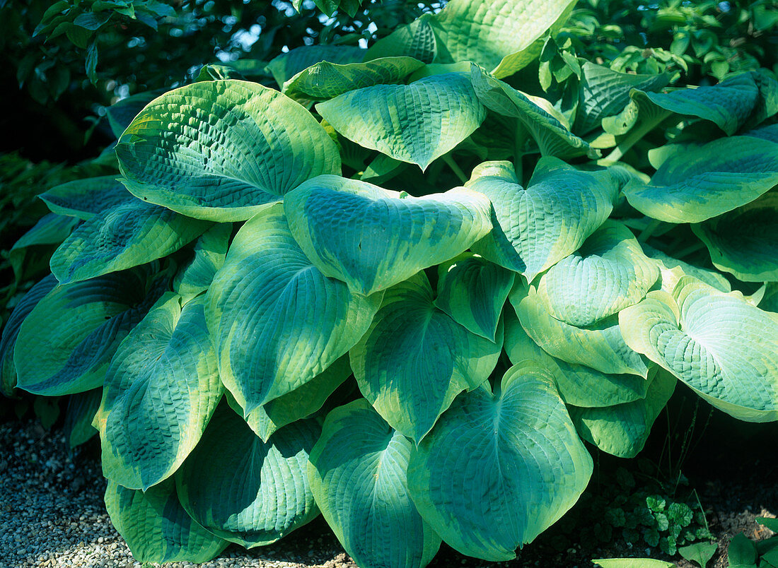 Hosta fortunei