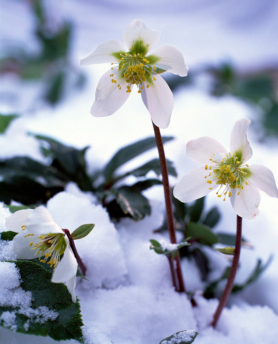 Helleborus niger (Christmas rose) in the snow