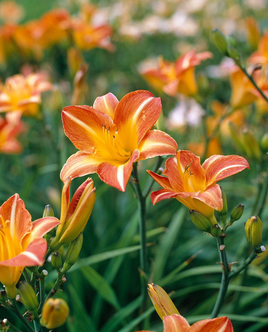 Hemerocallis 'Rübezahl'