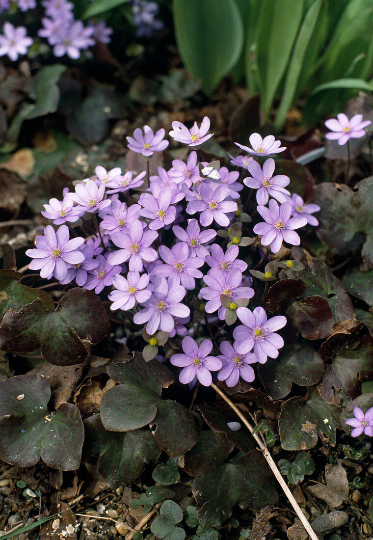 Hepatica nobilis