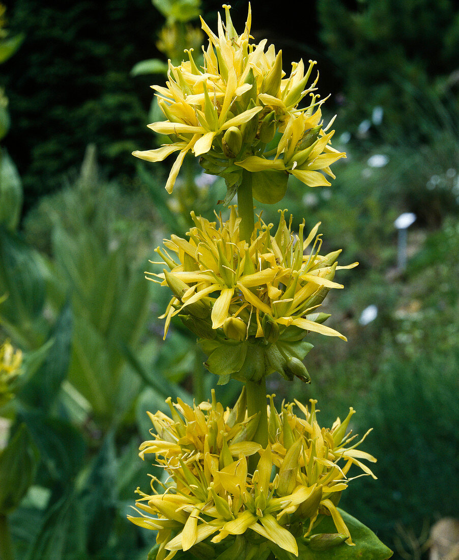 Enzian (Gentiana lutea)