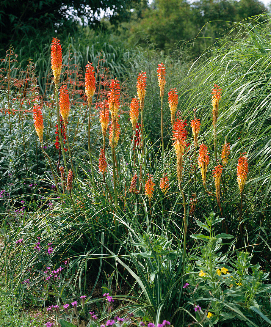 Kniphofia-Hybride 'Fyrverkeri'