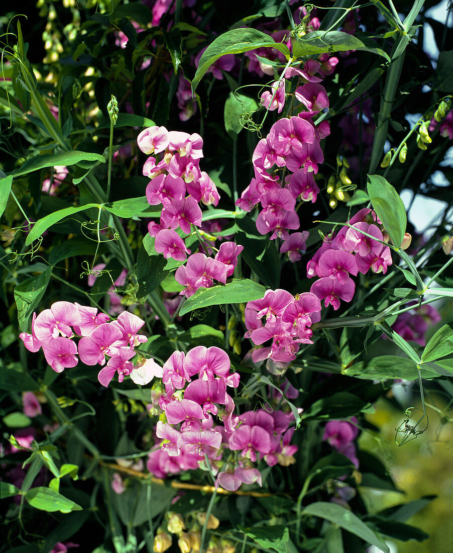 Lathyrus LATIFOLIUS