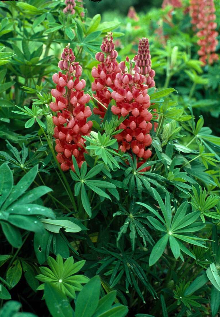 Lupinus-RUSSELL-Hybride