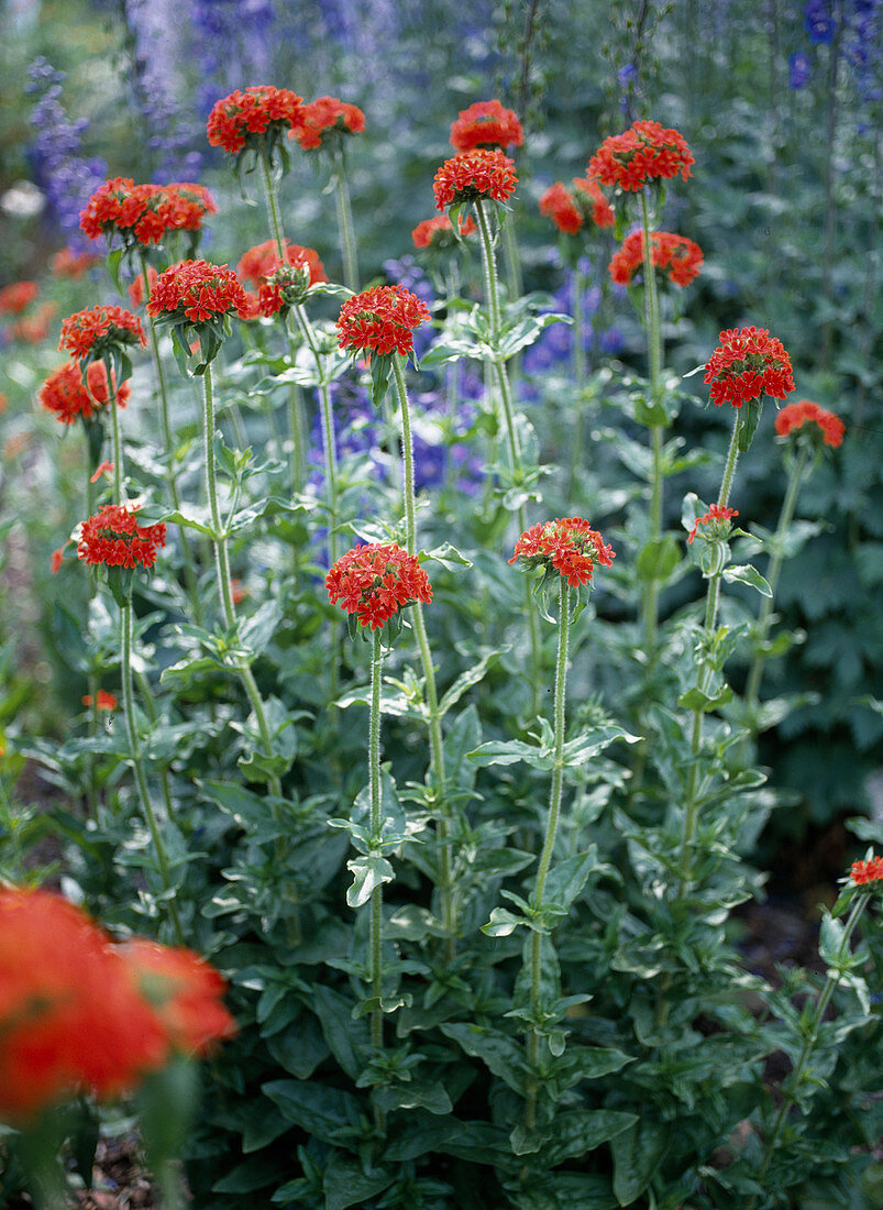 Lychnis chalcedonica