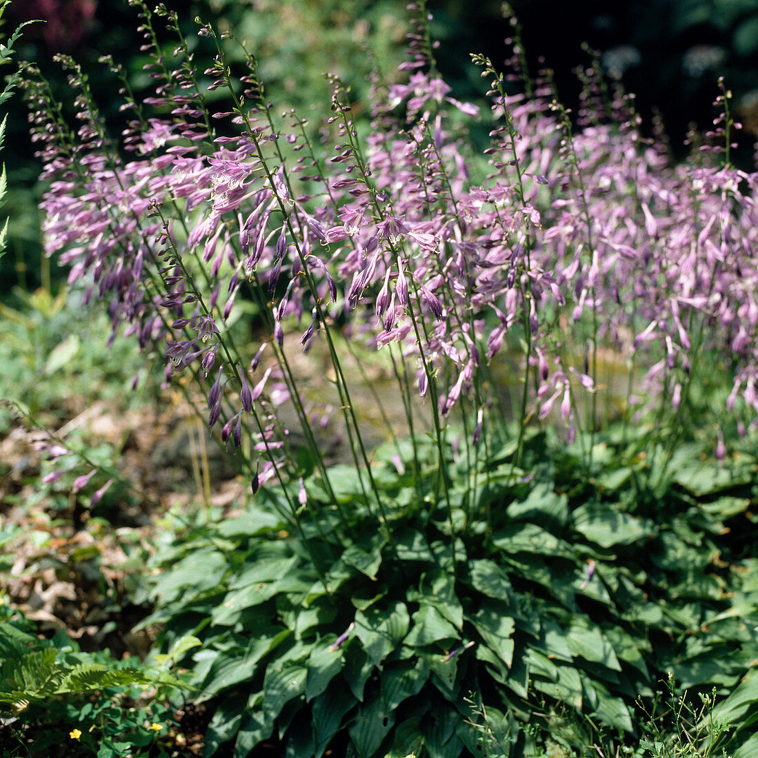 Hosta Venusta