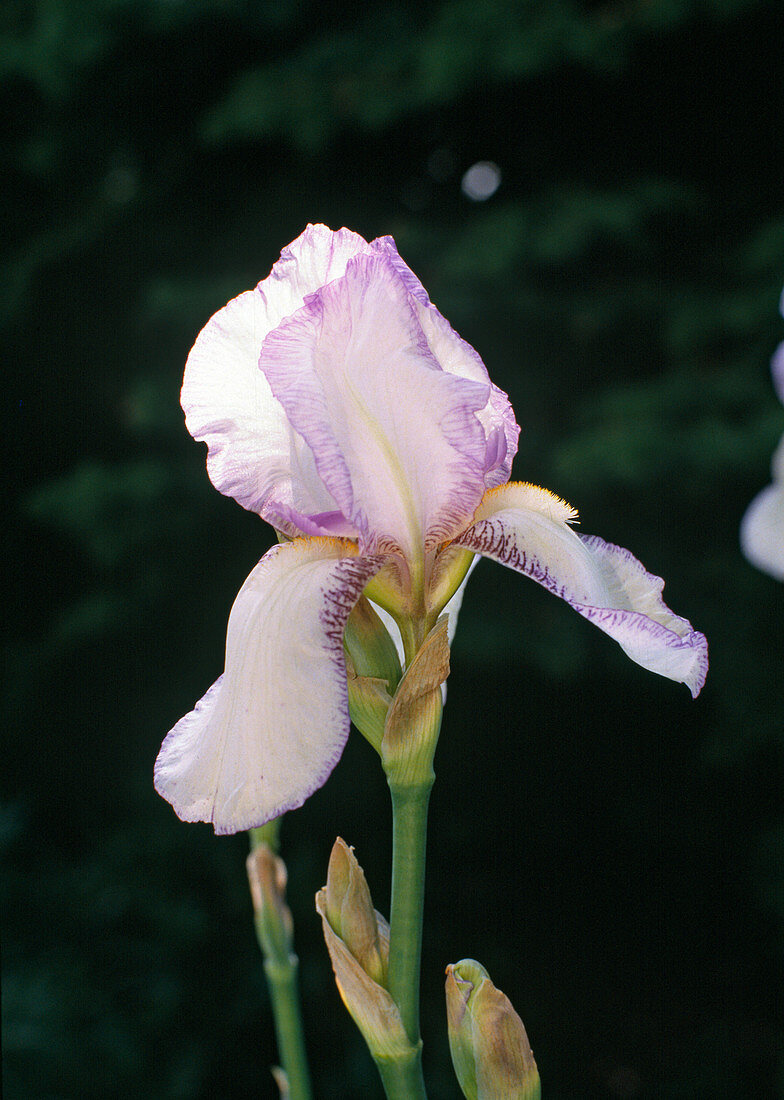 Iris Barbata Elatior hybrid