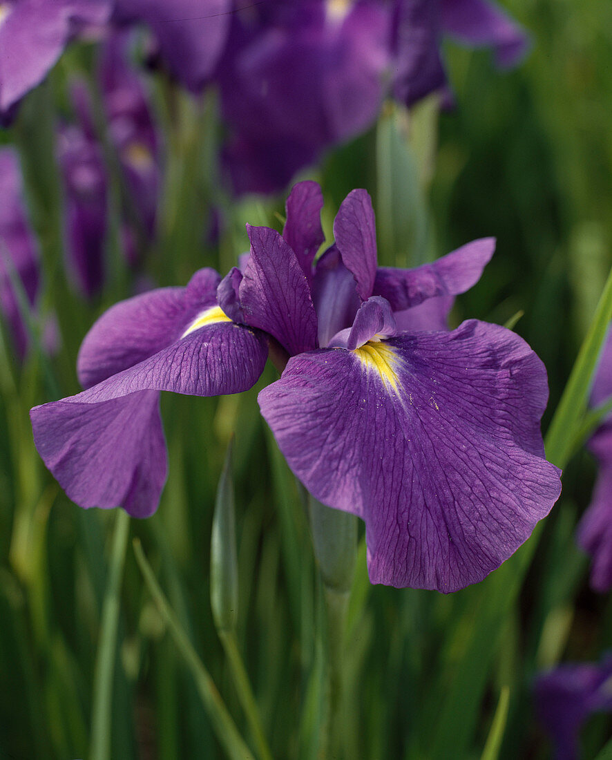 Iris kaempferi 'VELVET Queen'