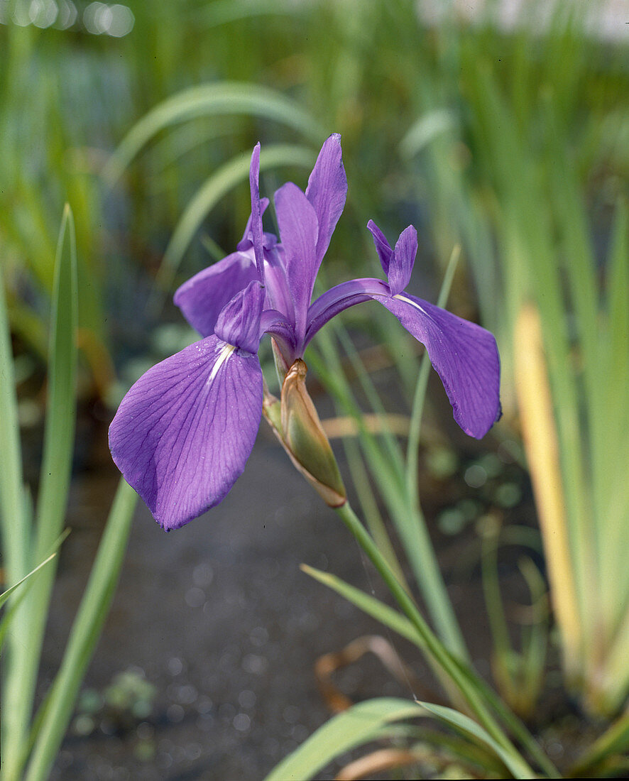 Iris LAEVIGATA