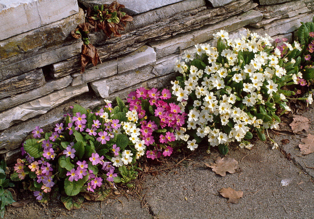 Primula VULGARIS SSP. sibthorpii