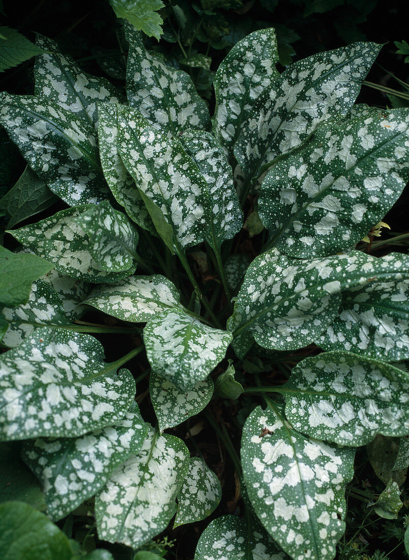 Pulmonaria saccharata 'Reginald Kaye'