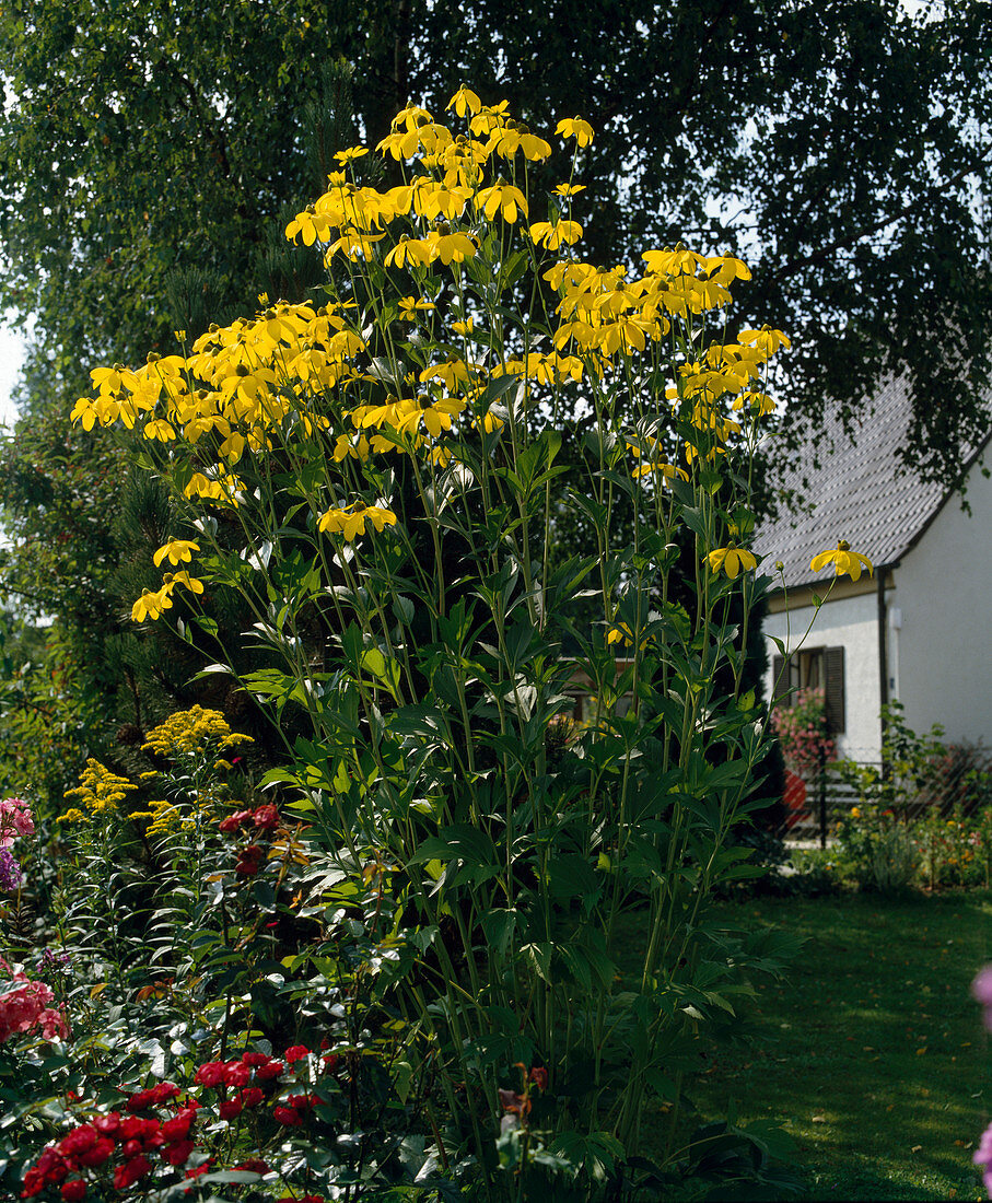 Rudbeckia nitida