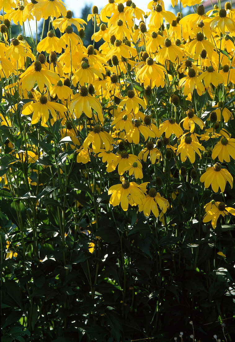 Rudbeckia laciniata 'Fallschirm'