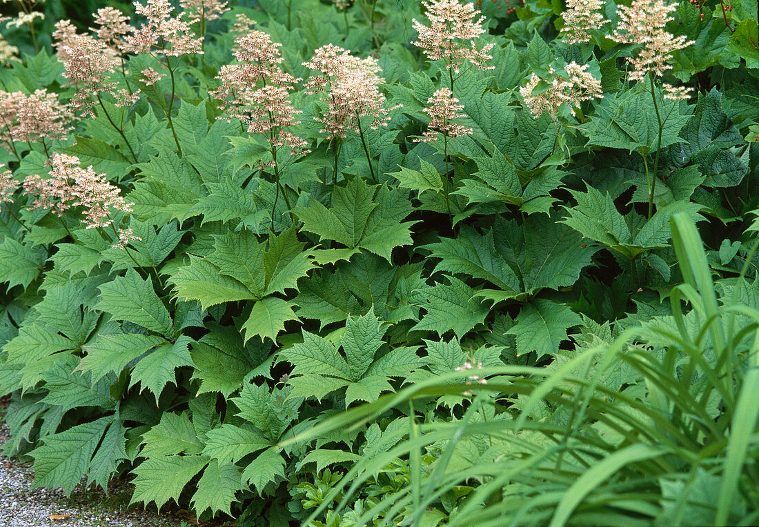 Rodgersia aesculifolia / Schaublatt