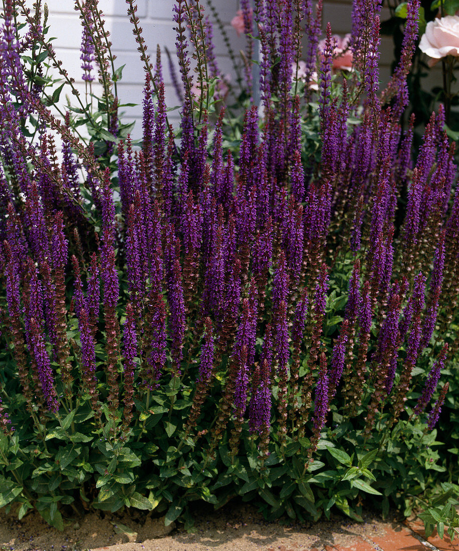 Salvia NEMOROSA