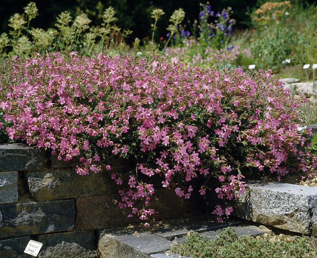 Saponaria X Lempergii 'Free'