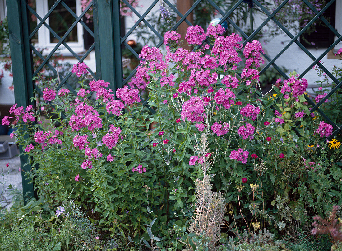 Phlox PANICULATA