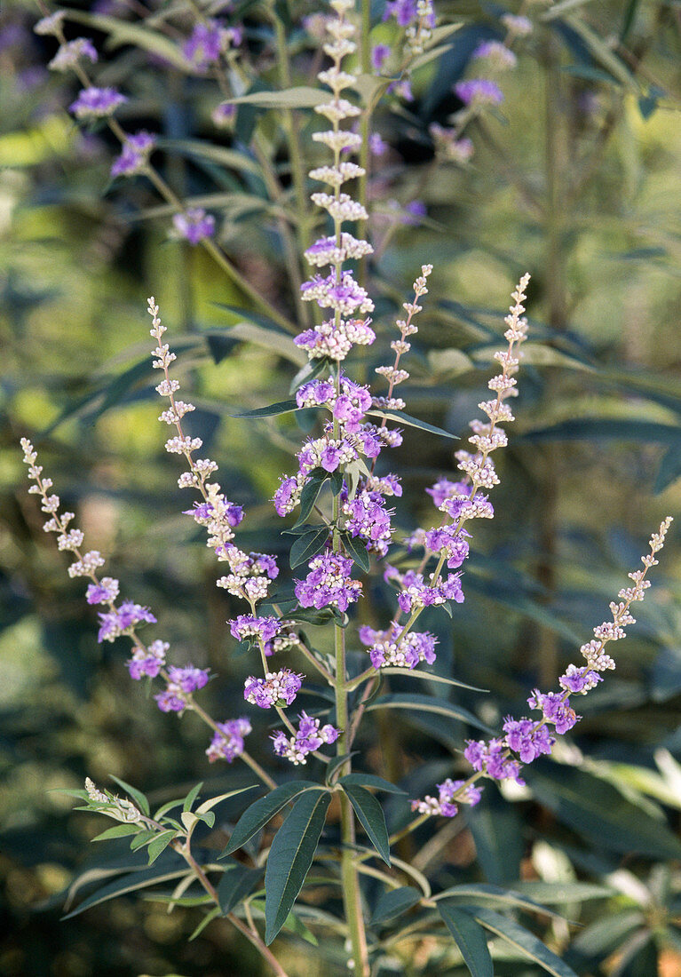 Vitex agnus-castus 'Latifolius'