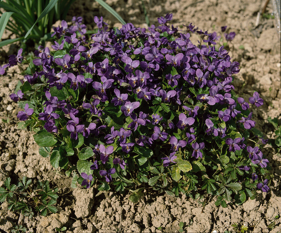 Viola Odorata