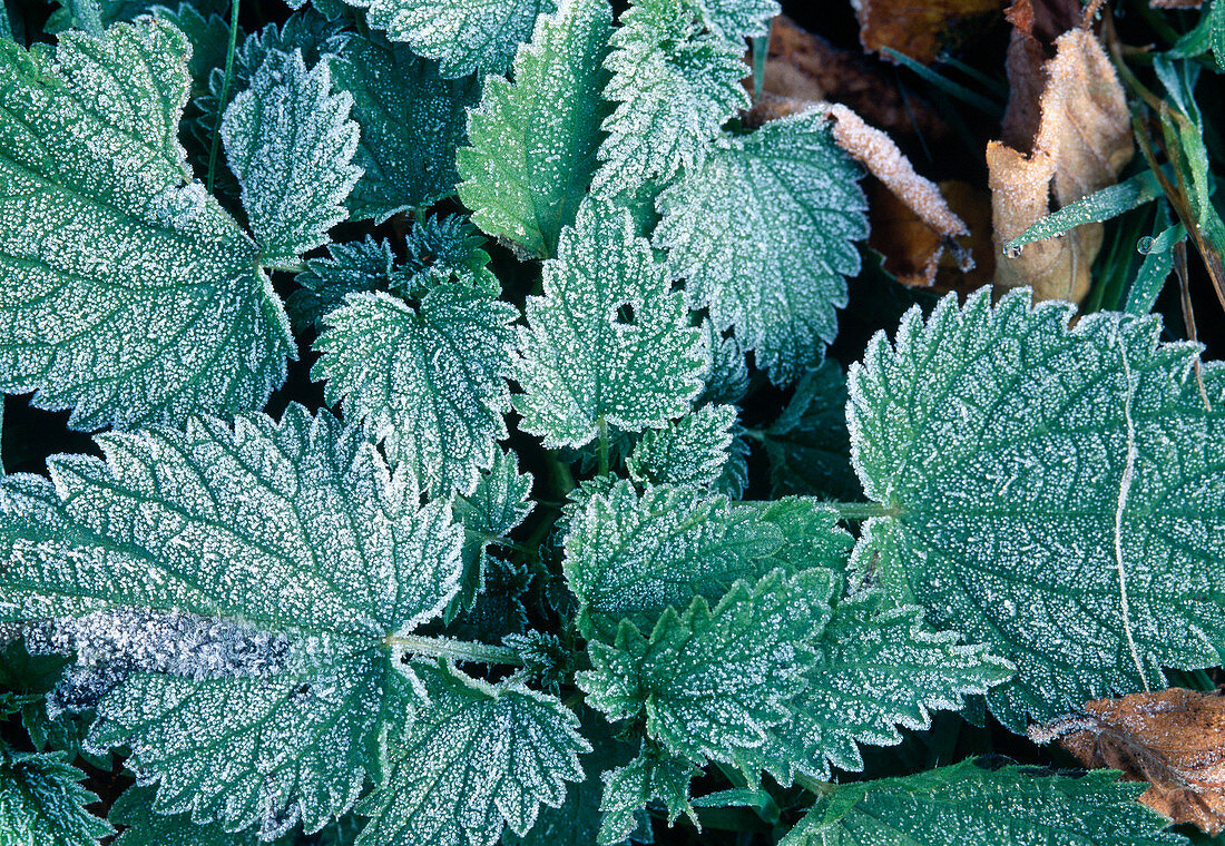 Urtica im Rauhreif