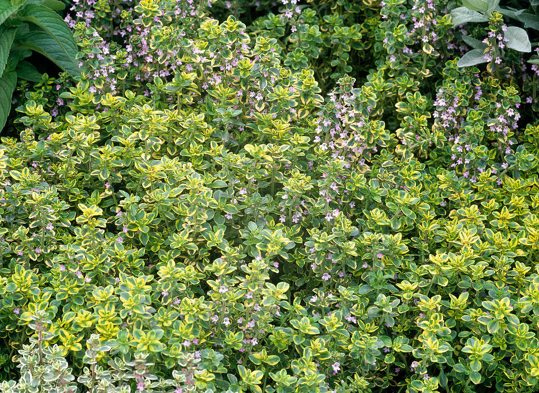 Thymus citriodorus 'Doone Valley' / Gelber Zitronenthymian