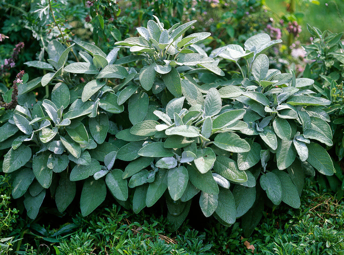 Salvia officinalis 'Berggarten' (Salbei)