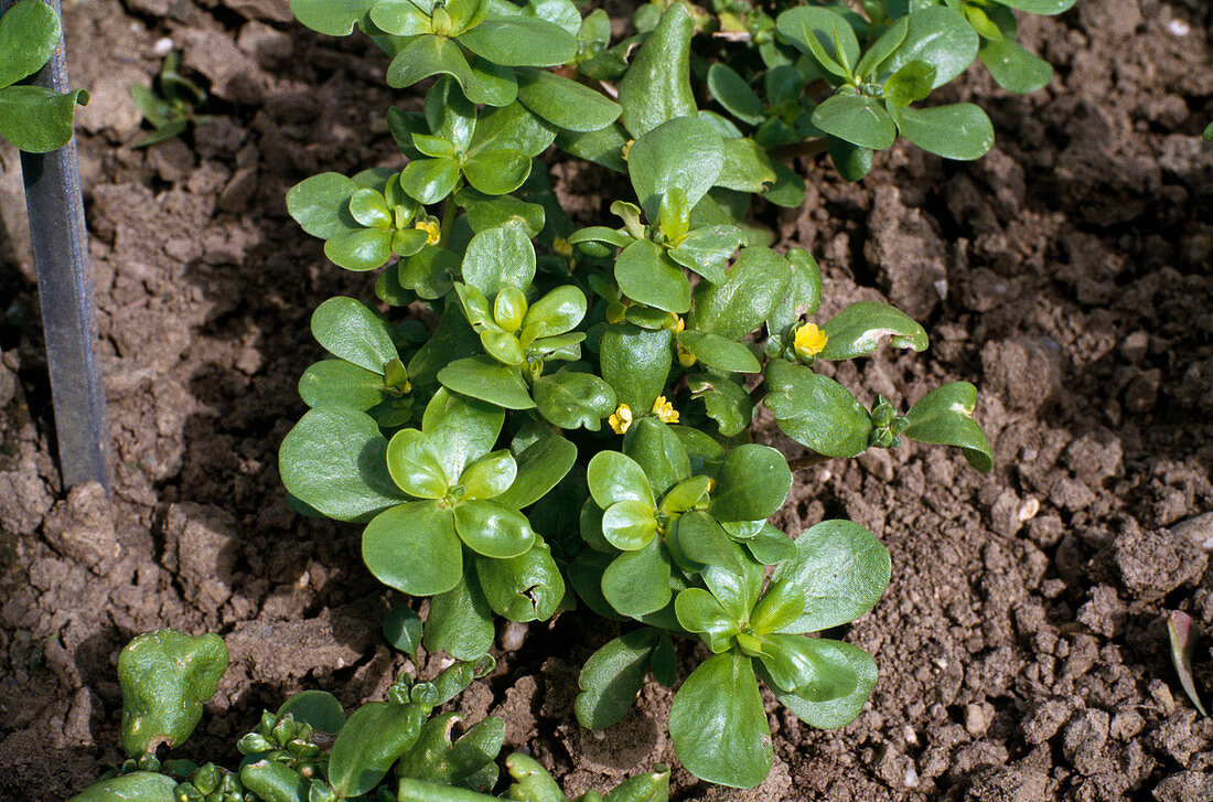 Portulaca oleracea